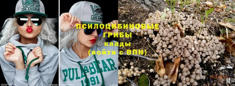 Псилоцибиновые грибы MAGIC MUSHROOMS  купить   Ногинск 